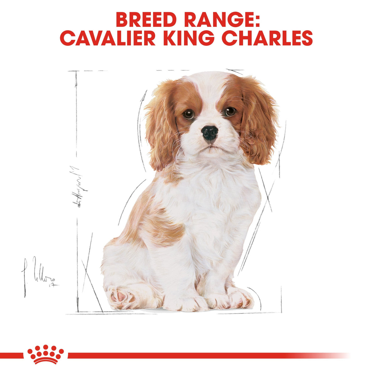 Breed Health Nutrition Cavalier King Charles Puppy 1.5 kg