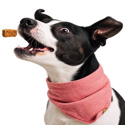 Treats & Chews