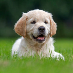 Puppy
