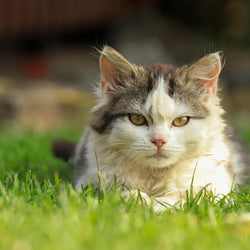 Cat Only