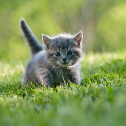 Kitten