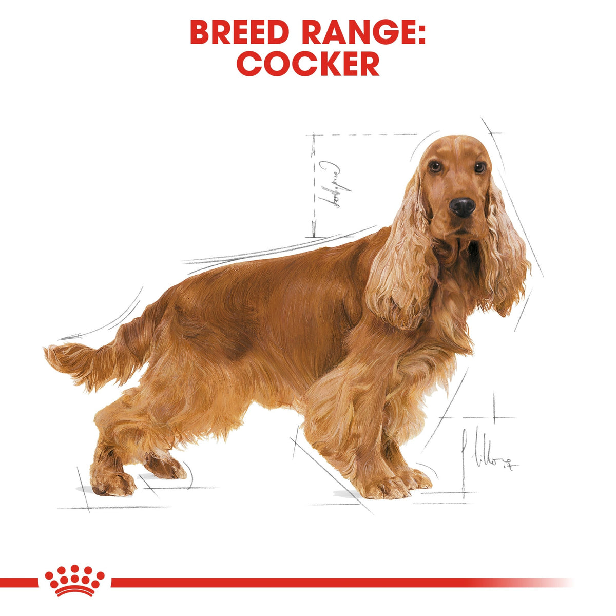 Breed Health Nutrition Cocker Adult 3 kg