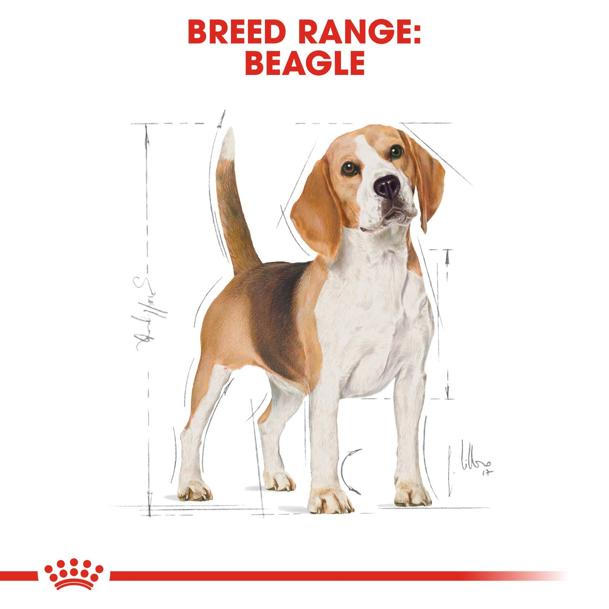 Breed Health Nutrition Beagle Adult 3 kg