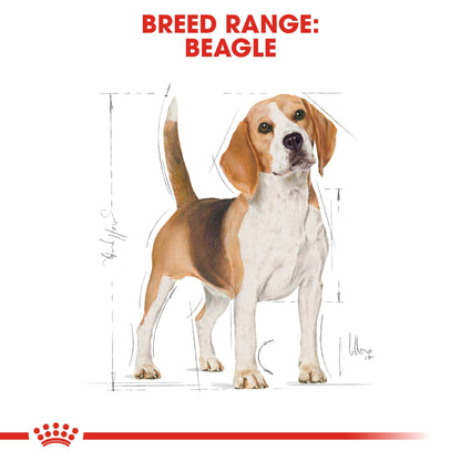 Breed Health Nutrition Beagle Adult 3 kg