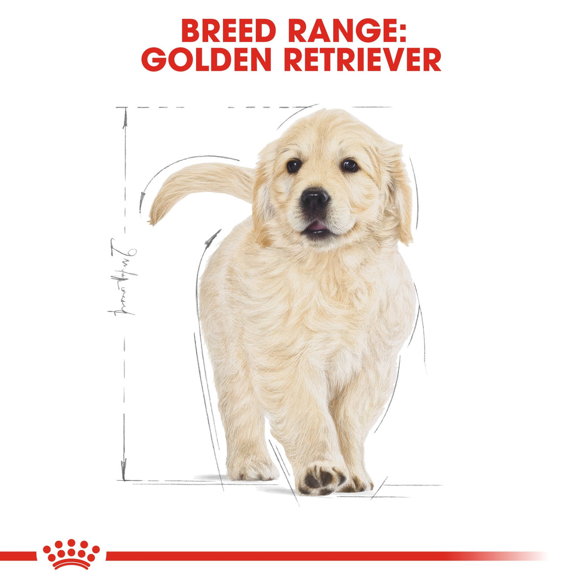 Breed Health Nutrition Golden Retriever Puppy 12 kg