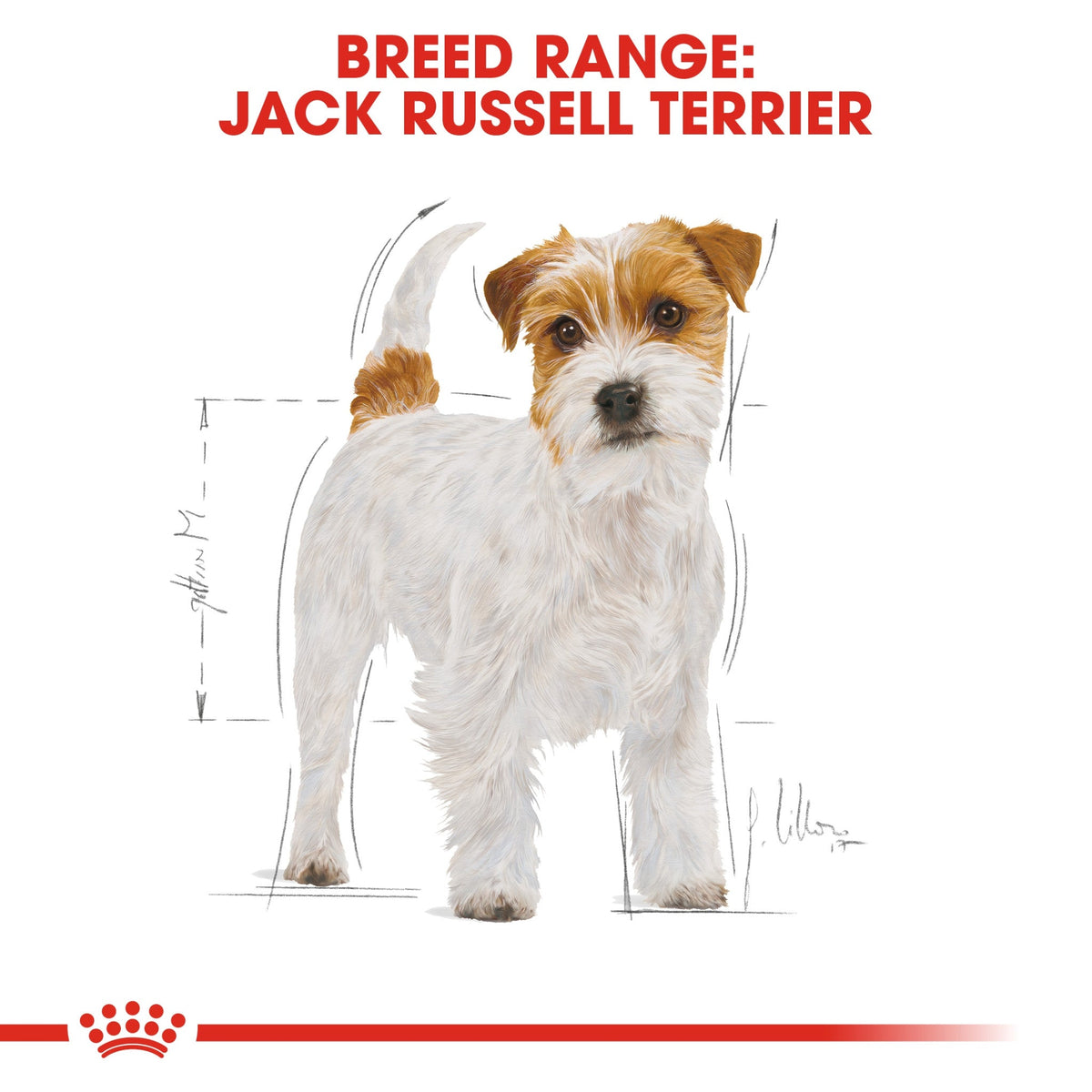 Breed Health Nutrition Jack Russell Adult 1.5 kg