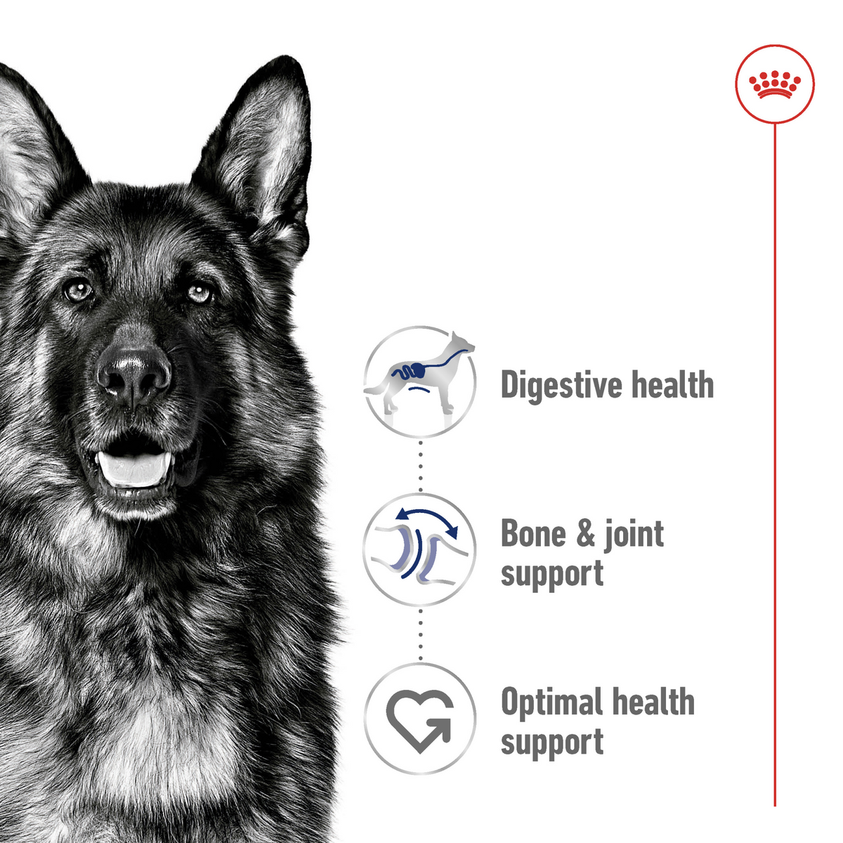 Size Health Nutrition Maxi Adult - ROYAL CANIN®
