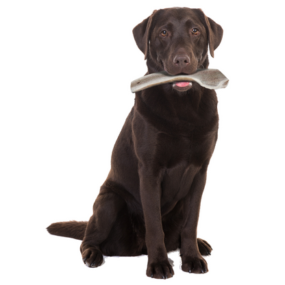 Natural Deer Antler Easy for Dogs Under 20 kg