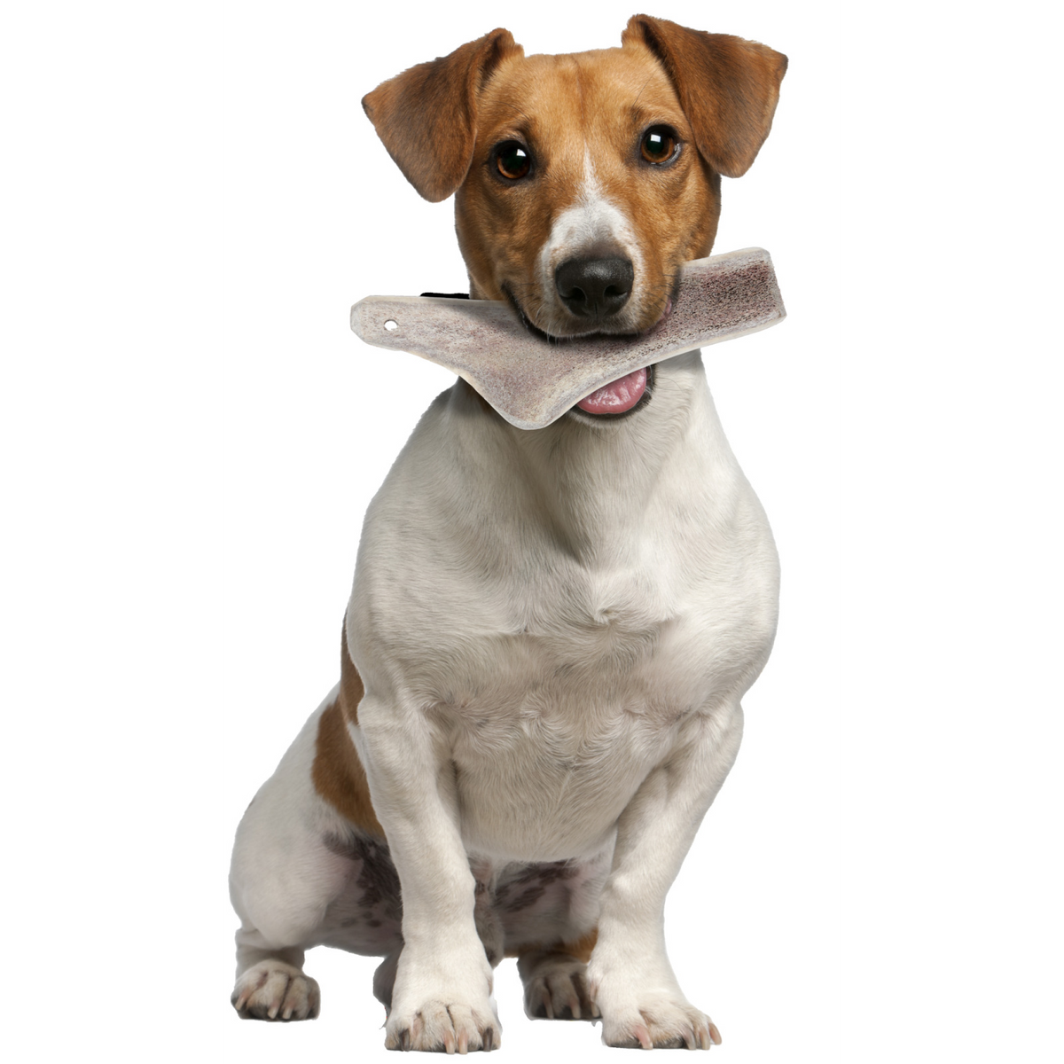 Natural Deer Antler Easy for Dogs Under 10 kg