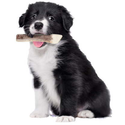 Natural Deer Antler for Puppy