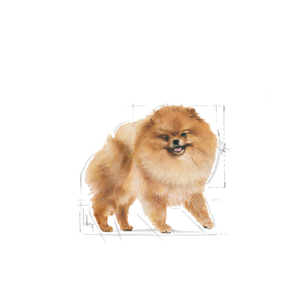 Breed Health Nutrition Pomeranian Adult 1.5 kg