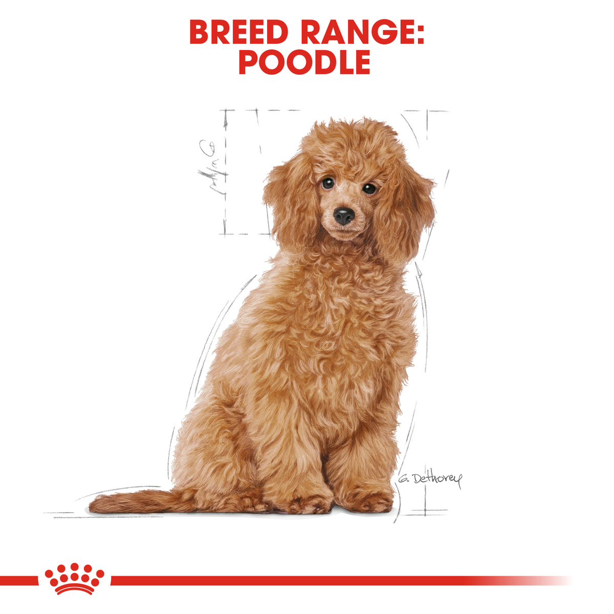 Breed Health Nutrition Poodle Puppy 3 kg