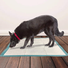 Puppy Training Pads XL - 10