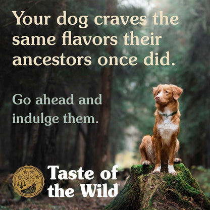 Appalachian Valley small breed Canine