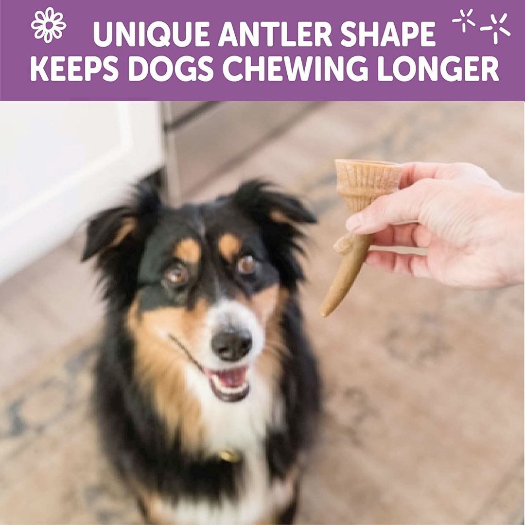 WHIMZEES Occupy Antler Natural Dental Chews for Dogs - Large (6pc)