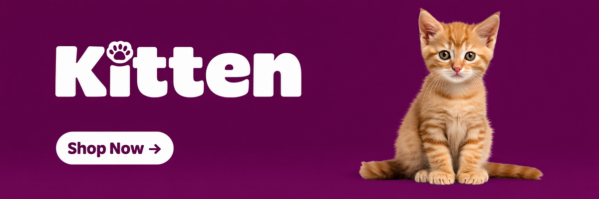 Kitten