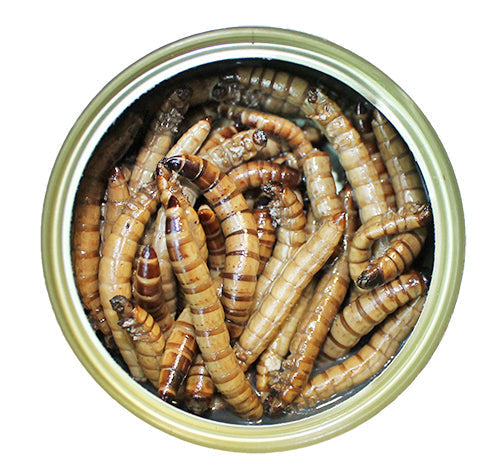 Super Worms