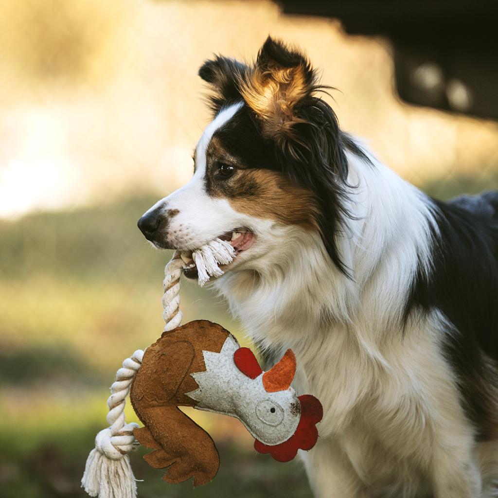 Duvo+ Farm Friends Ruby Rooster Dog Toy 37cm
