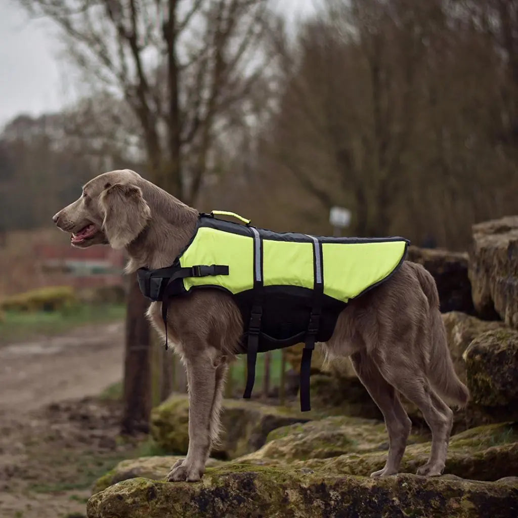 Duvo+ Dog Life Jacket Hi Vis Marine XS - 30cm- max.13kg Black/Yellow[Size - XS]