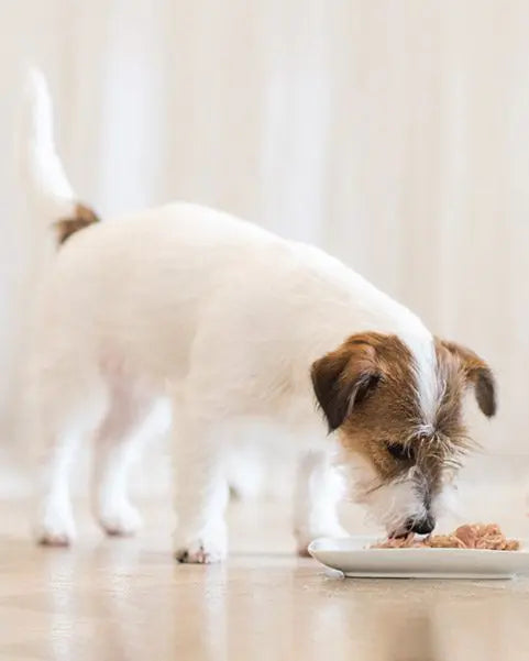 Schesir Dog Wet Food-Chicken Fillets With Apple[Weight - 150g]