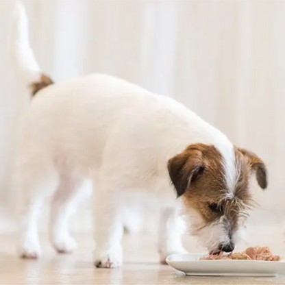 Schesir Dog Wet Food-Chicken Fillets With Lamb[Weight - 340g]