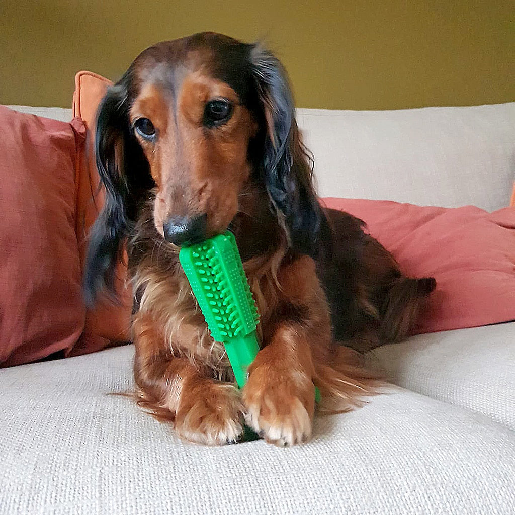 Duvo+ Chew 'n Play Brush,Green[Size - S]