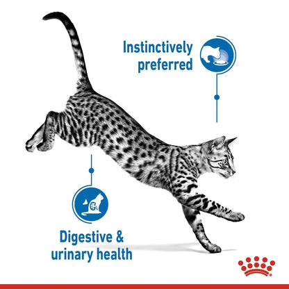 Royal Canin Feline Health Nutrition Indoor Jelly (Wet Food - Pouches) 12 x 85 g